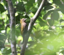 bamboo woodpecker 1