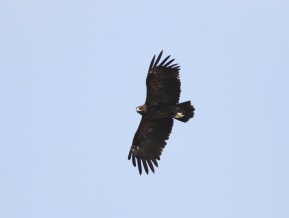 Greater spotted eagle/ Bastaardarend