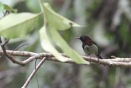 Black-throated sunbird 2