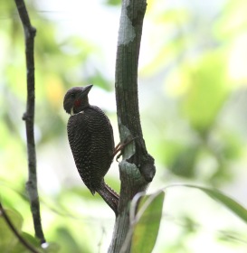 Buff-necked woodpecker
