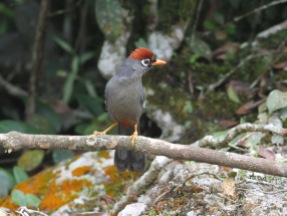 Chestnut-crowned laughingthrush