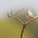 Woestijngrasmus / Desert warbler