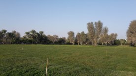 Hamraniyah Fields