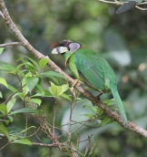 Fire tufted Barbet 2