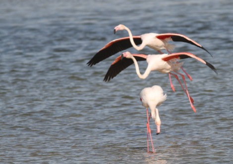 Greater Flamingo / Flamingo