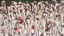 Greater Flamingo / Flamingo