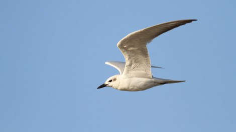 Gull-billed tern / Lachstern
