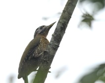 Laced Woodpecker / Grote schubbuikspecht