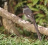 Long-tailed sibia 2