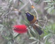 Orange-bellied leafbird