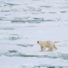 ijsberen groenlands 2