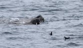 Walrus met zwarte zeekoet